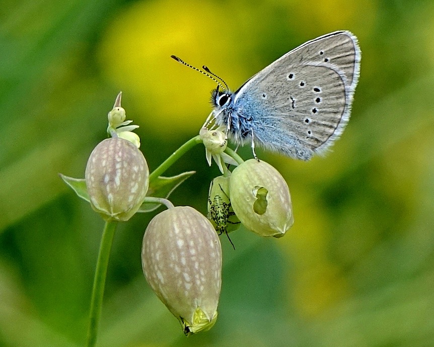 mazarine blue